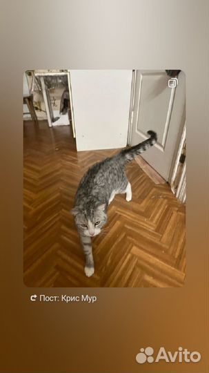 Котик в добрые руки