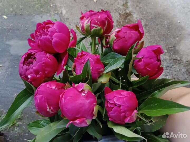 Срезка гортензия, гладиолус, георгины, львиный зев