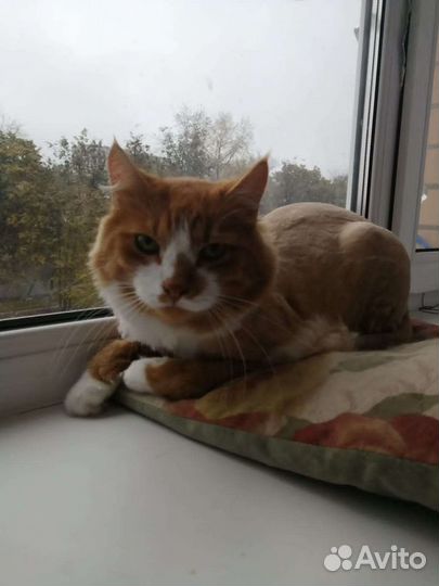 Стрижка кошек Стрижка котов Груминг