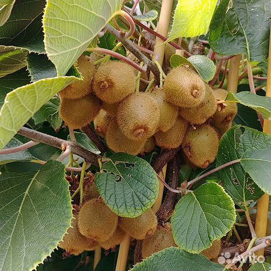 Актинидия (Киви) разных сортов в горшках