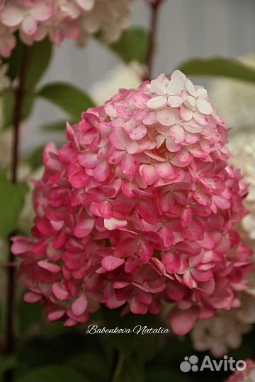 Красные гортензии