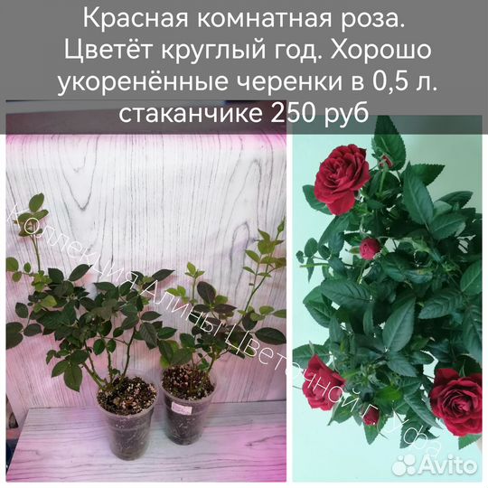 Пентасы,Кроссандры, хойи