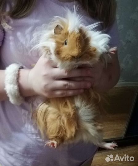 Морская свинка бесплатно