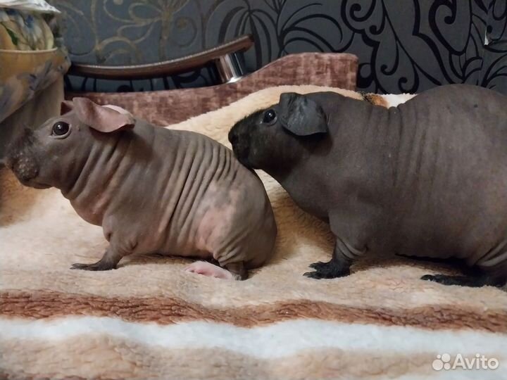 Скинни Морские свинки