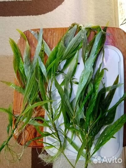 Продам аквариумных рыбок