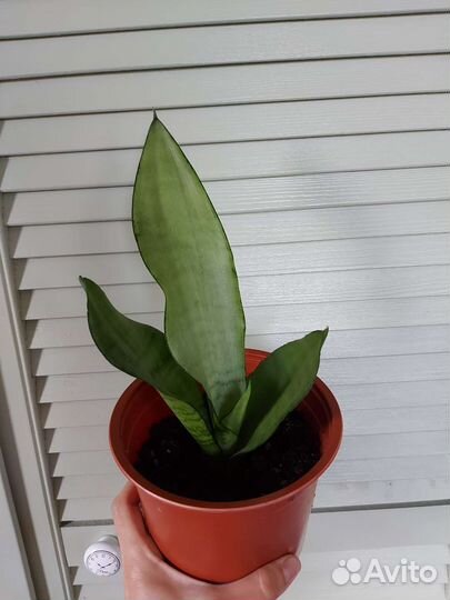 Комнатные цветы