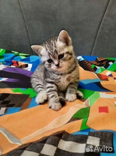 Шотландский котенок-котик