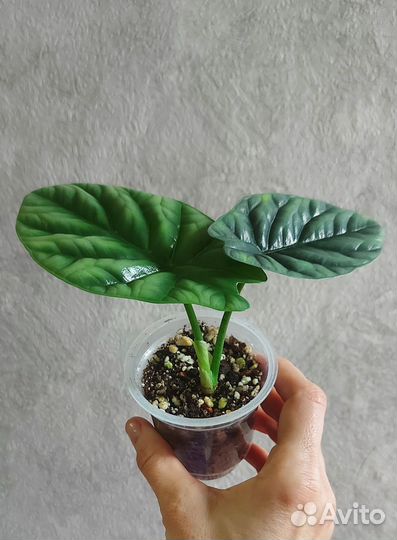 Алоказия синуата