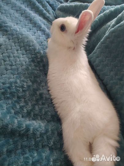 Кролик декоративный