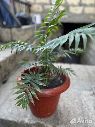 Пальма хамедорея