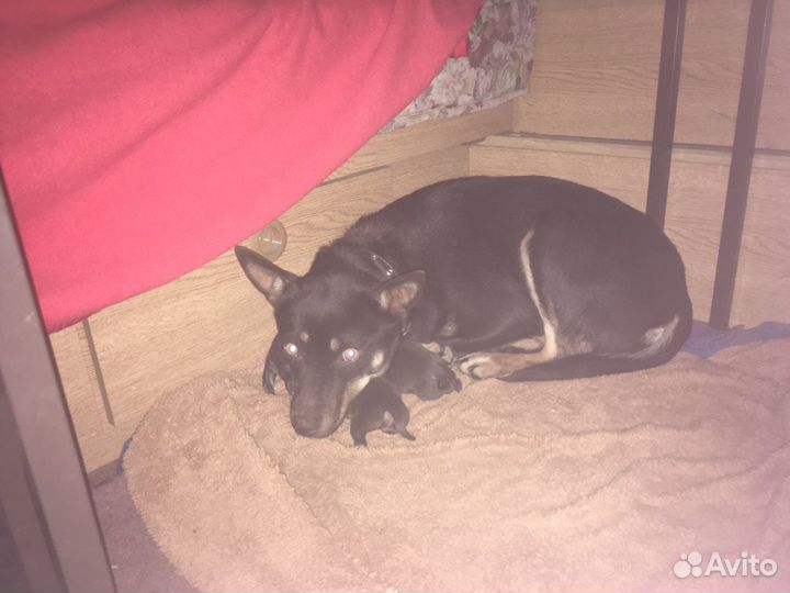 Австралийские келпи щенки