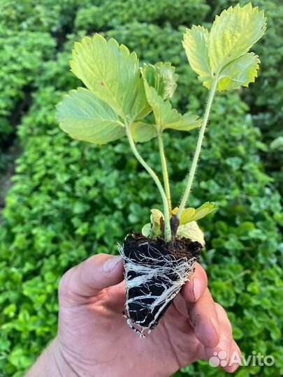 Саженцы клубники