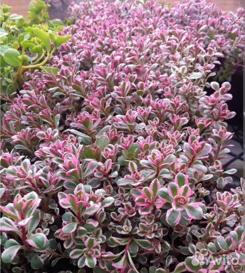 Растения для альпинария