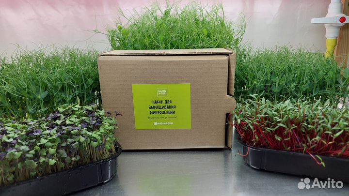 Набор для выращивания микрозелени