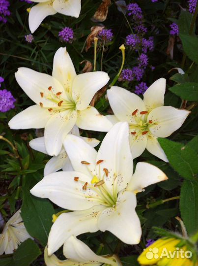 Лилия луковицы