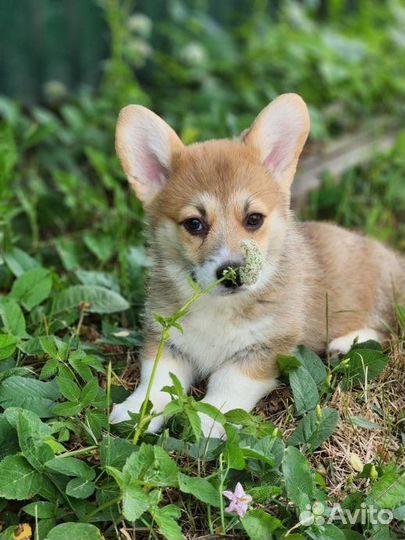 Вельш-корги пемброк щенки