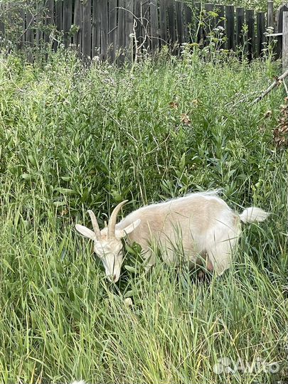 Продам козлят