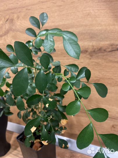 Муррайя комнатное растение