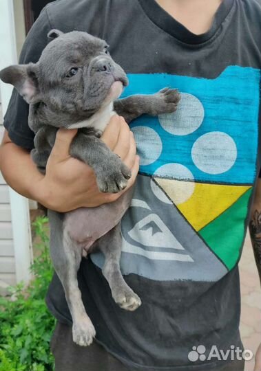 Голубая булочка