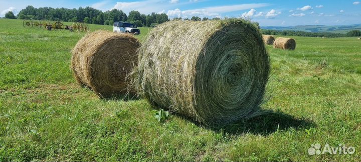 Сено в рулонах