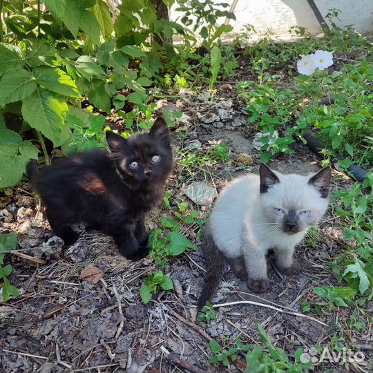 Отдам в добрые руки