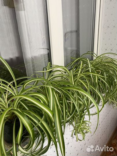 Хлорофитум кудрявый