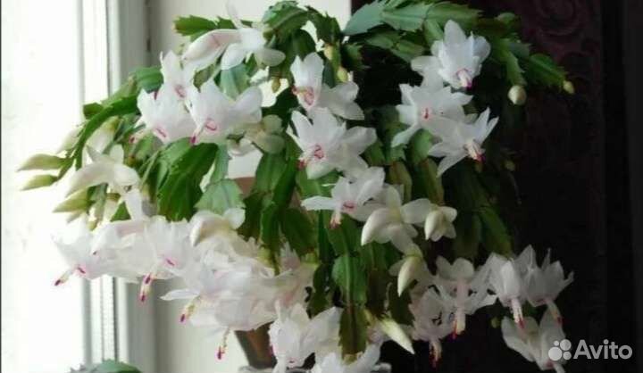 Декабрист красный,розовый,коралловый,жёлтый,белый