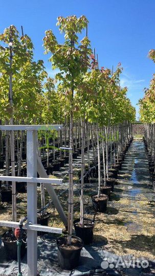 Саженцы Дуб красный Quercus rubra оптом