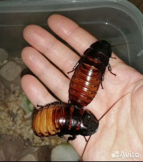 Мадагаскарский шипящий таракан