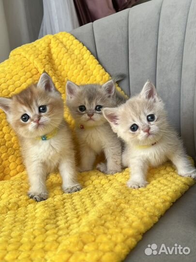 Британские золотые котята