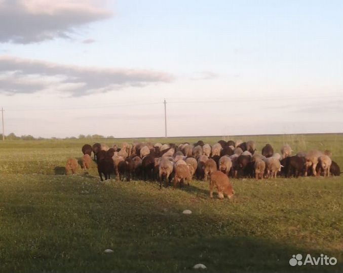 Барашки,овцы на курбан