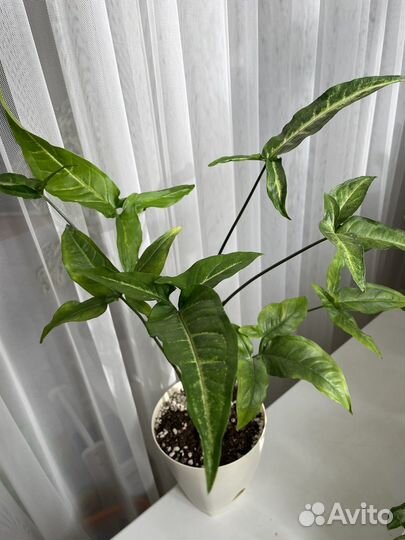 Комнатные цветы