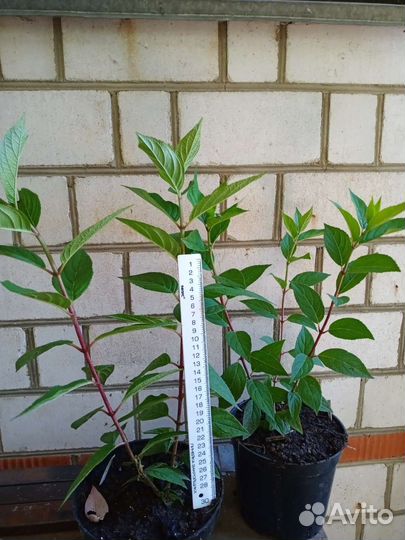 Гортензия метельчатая