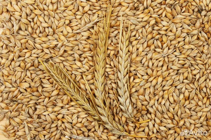 Зерно пшеница ячмень