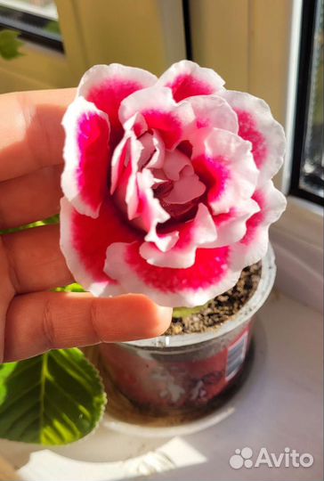 Глоксиния махровая