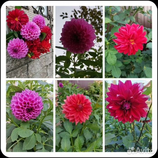 Георгины корневища Зеленоград