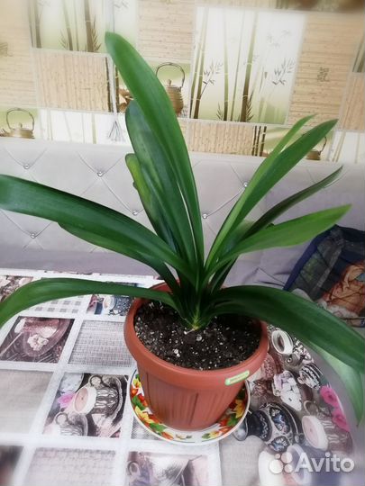 Комнатные растения