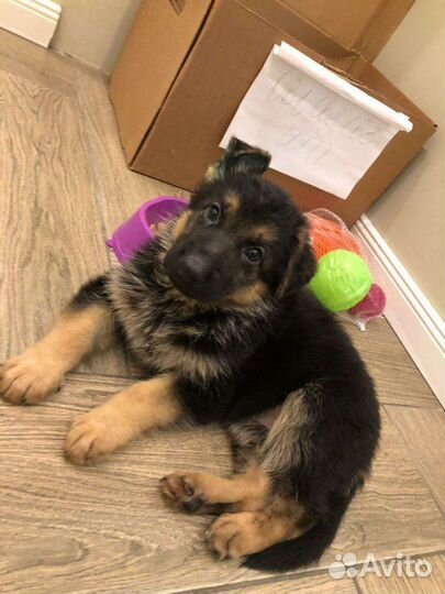 Щенки немецкой овчарки с документами