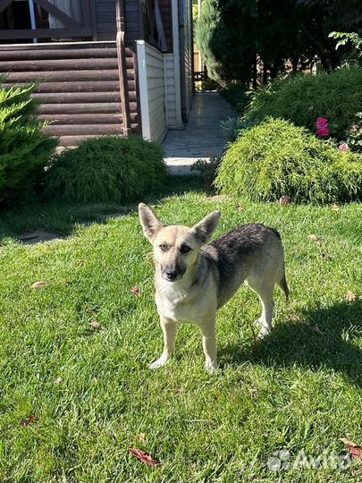 Щенки левретки