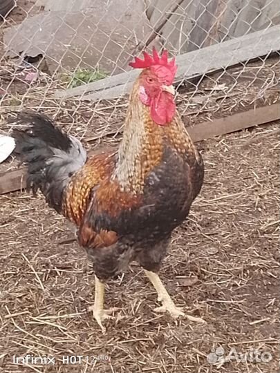 Петухи породы доминант