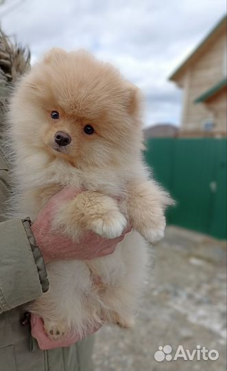 Щенки шпица, РКФ