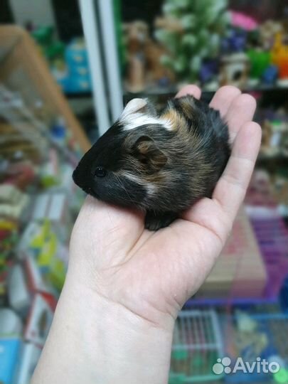 Морские свинки