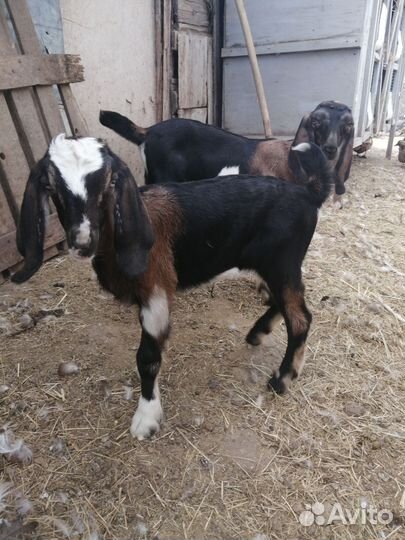 Англо нубийские козы