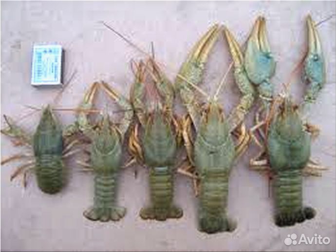 Раки варенные и живые