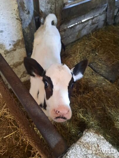 Телочки голштинки