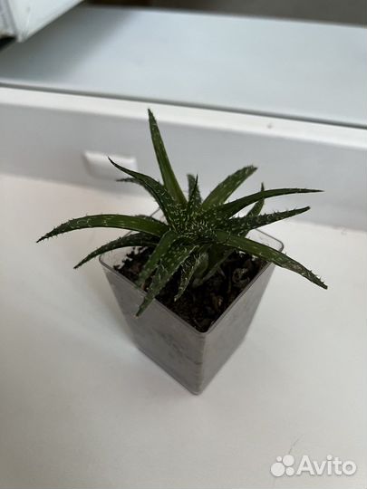 Алоэ остистое