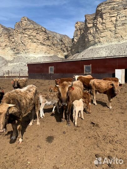 Продаются коровы с телятами