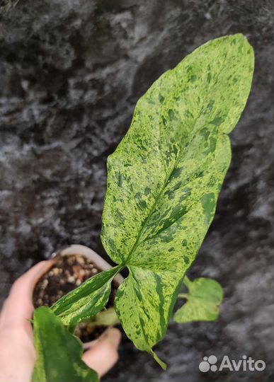 Кодениум, Сингониум