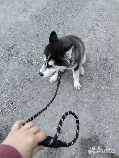 Отдам бесплатно