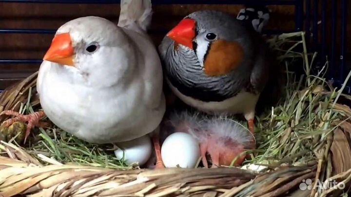 Амадина Зебровая